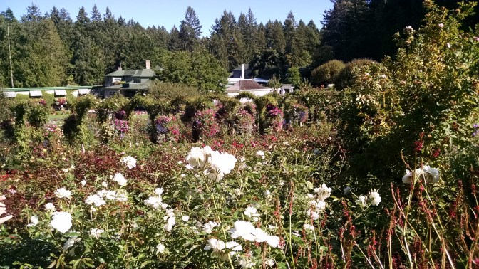 Butchart Gardens: Rose Garden 2
