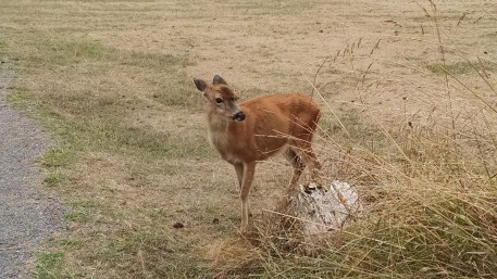 Jones Island deer close-up