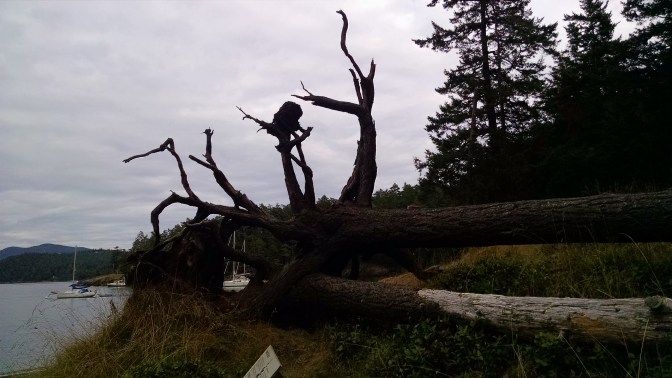 Jones Island north cove snag