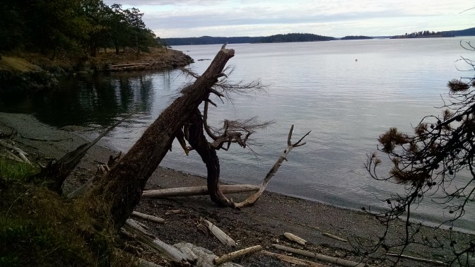 Jones Island south cove driftwood