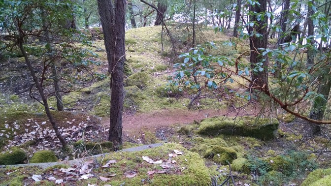 Pirates Cove forest trail