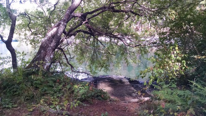 Royal Cove tree and beach
