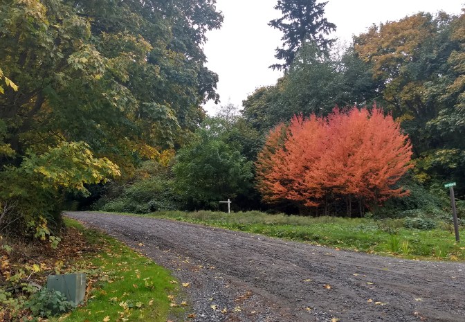 IMG_20191018_161015204_edit