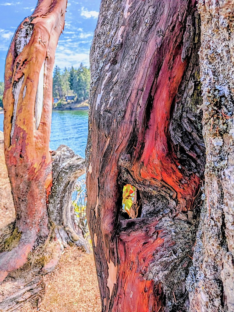 This image has an empty alt attribute; its file name is fall-trip-2026-gabriola-island-malaspina-galleries-tree.jpg