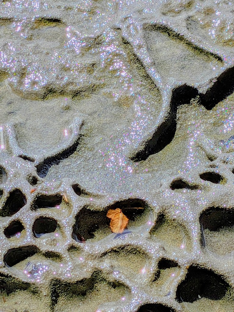 This image has an empty alt attribute; its file name is fall-trip-2026-gabriola-malaspina-galleries-leaf-3.jpg
